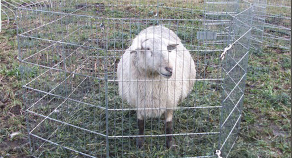 در مکزیک، گوسفندانی که در مکان اشتباهی به چرا رفتند، زندانی شدند