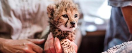 نظام دامپزشکی با سپردن مراقبت از توله یوز باقیمانده به دامپزشک اندونزیایی مخالفت کرد