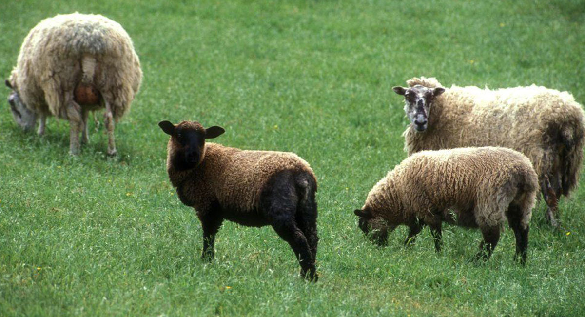 در مکزیک، گوسفندانی که در مکان اشتباهی به چرا رفتند، زندانی شدند