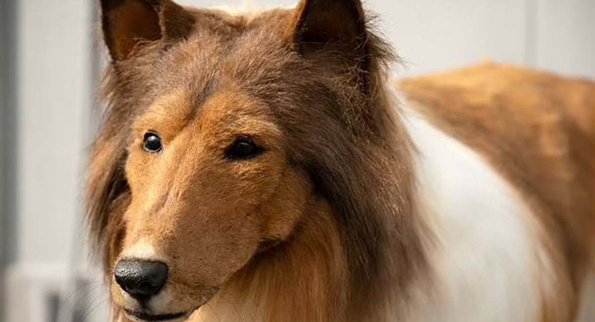 سگ شدن مردن ژاپنی با لباس 15,000 دلاری 