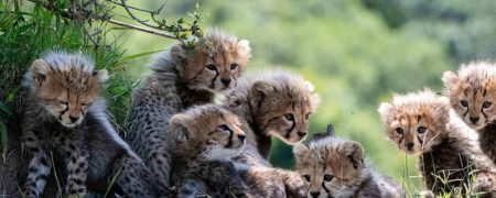 جنسیت واقعی توله یوزهای ایرانی پارک ملی توران مشخص شد؛ توله ها نر هستند!