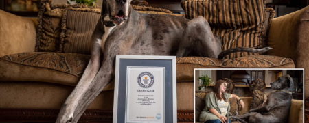 زئوس، بلند قدترین سگ جهان در گینس که روزی ۱۲ کاسه غذا می خورد!