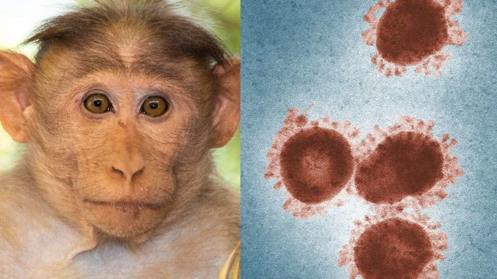 آبله میمونی یا ویروس میمون B ؛ هر آنچه باید در مورد این ویروس جایگزین کرونا بدانیم!