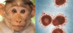 آبله میمون چیست و از چه راهی منتقل می شود؟