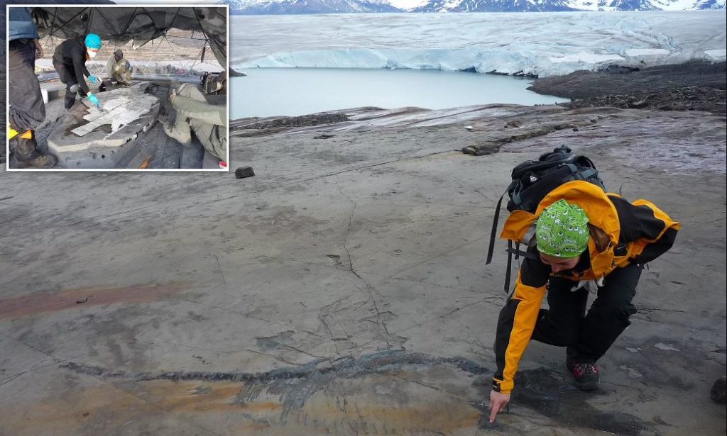 فسیل ۱۳۹ میلیون ساله ۴ متری با چند نوزاد در شکمش در شیلی کشف شد