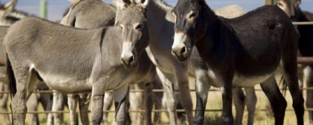 کسب و کار سودآور پرورش الاغ شیری؛ شیر الاغ کیلویی ۳۰۰ تا ۴۰۰ هزار تومان!