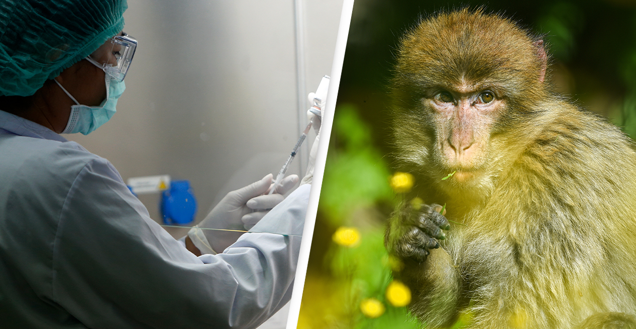 آبله میمون یا ویروس میمون B چیست؟