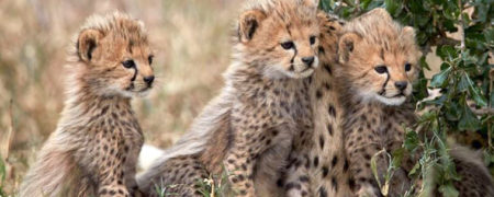 نامه رییس سازمان محیط زیست به رییسی: «از همان ابتدا شانس بقای توله ها کم بود»