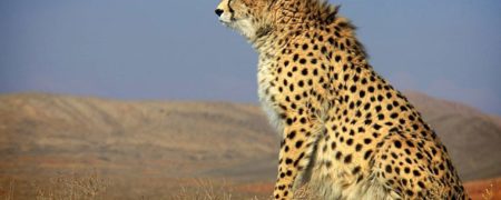 انجمن یوزپلنگ ایرانی: «ایران هنوز توله هایش را نپذیرفته و به آن ها شیر نمی‌دهد»