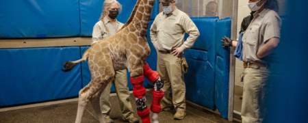 اولین جست و خیزهای زرافه معلول بعد از بستن آتل طبی + ویدیو