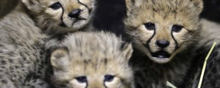 دعوت از پزشک اندونزیایی برای مراقبت از تنها فرزند باقیمانده «ایران»