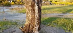 جادوگری طبیعت: درخت توت عجیبی که از آن مانند چشمه آب فوران می کند + ویدیو