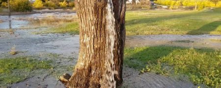 جادوگری طبیعت: درخت توت عجیبی که از آن مانند چشمه آب فوران می کند + ویدیو