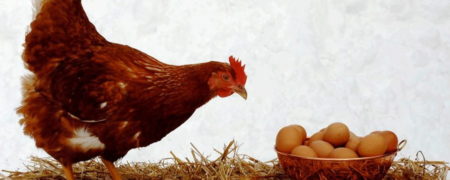 قیمت جدید مرغ، تخم مرغ، روغن و محصولات لبنی اعلام شد + ویدیو