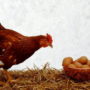قیمت جدید مرغ، تخم مرغ، روغن و محصولات لبنی اعلام شد + ویدیو