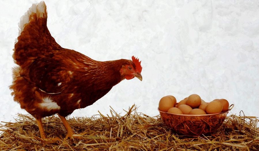 قیمت جدید مرغ، تخم مرغ، روغن و محصولات لبنی اعلام شد + ویدیو