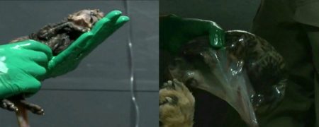 پاسخ جراح «ایران» به انتقادات پیرامون نحوه زایمان این ماده یوز