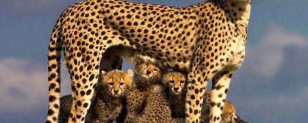 نگرانی تازه در مورد توله یوزپلنگ های ایرانی؛ احتمال ابتلای توله ها به اختلالات ژنتیکی