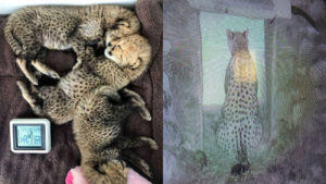 علت سزارین یوزپلنگ ایرانی برای بدنیا آوردن توله هایش چه بود؟