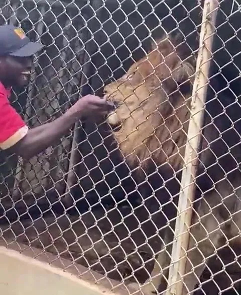 لحظه هولناکی که شیر، انگشت کارگر باغ وحش را از بدنش جدا می‌کند + ویدیو