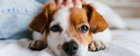 تحقیقات نشان می‌دهد که حیوانات چهار برابر سریع‌تر از انسان‌ها تکامل می‌یابند