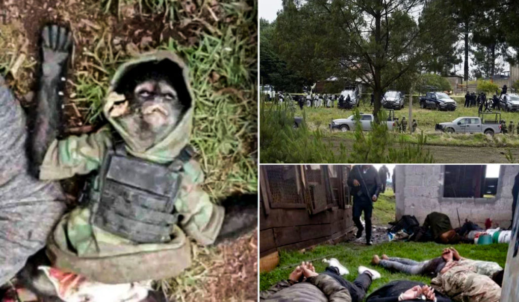 میمون قاچاقچی با جلیقه ضد گلوله سفارشی در تیراندازی کارتل با پلیس کشته شد