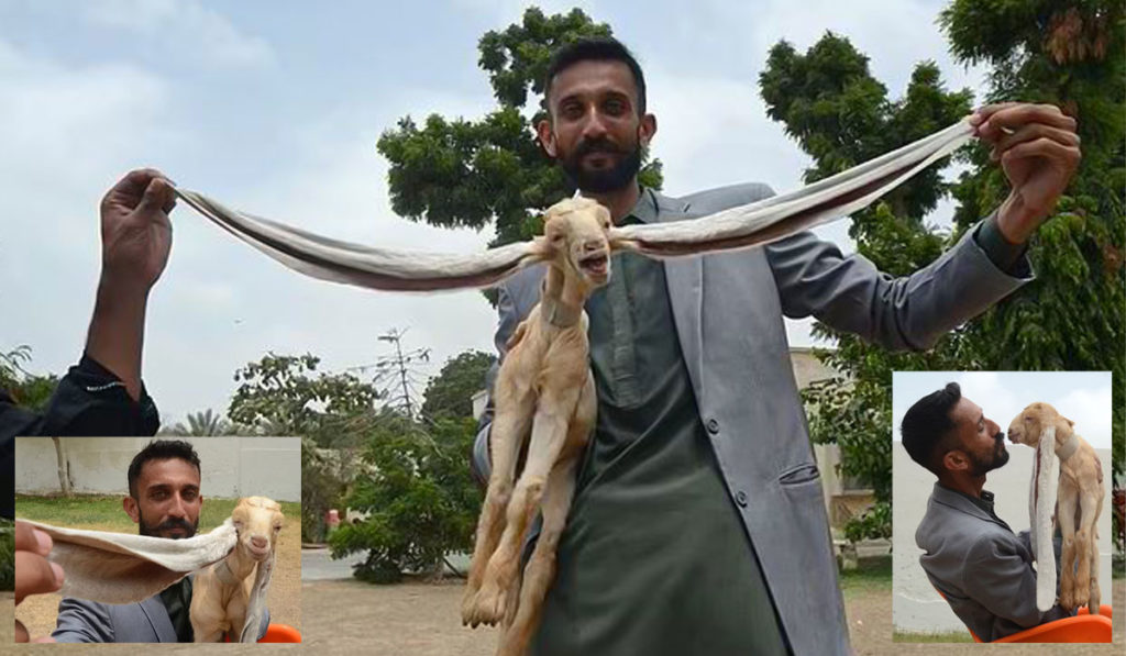 سیمبا؛ بزغاله پاکستانی با گوش های ۴۸ سانتی!