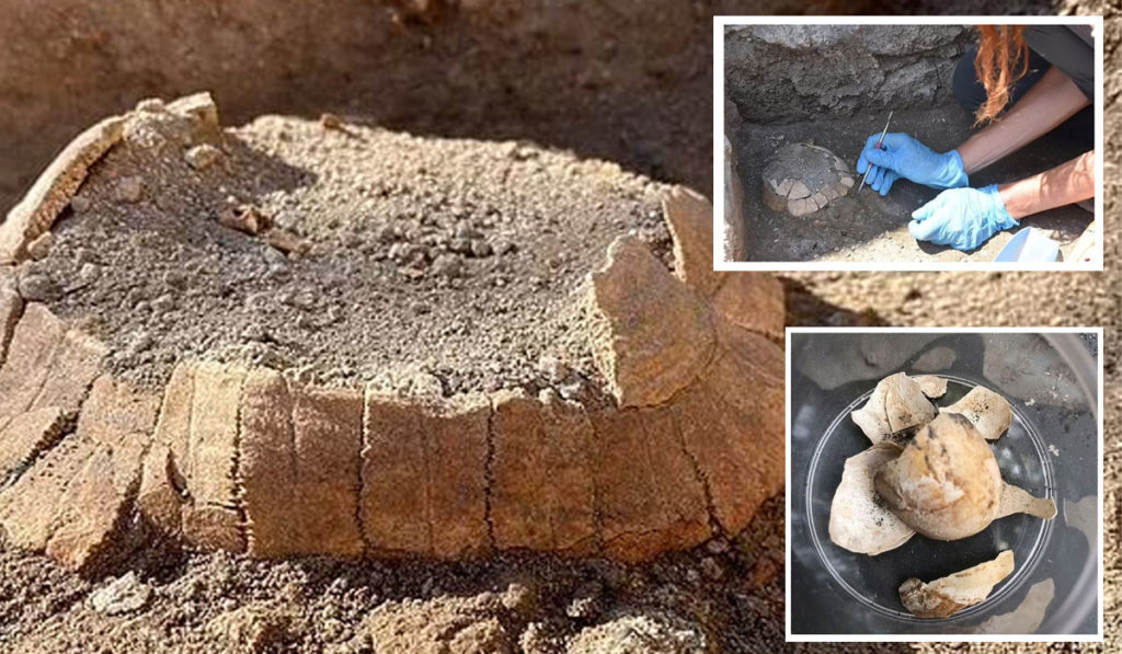 بقایای یک لاک پشت باردار ۲,۰۰۰ ساله و تخم آن در پمپئی کشف شد