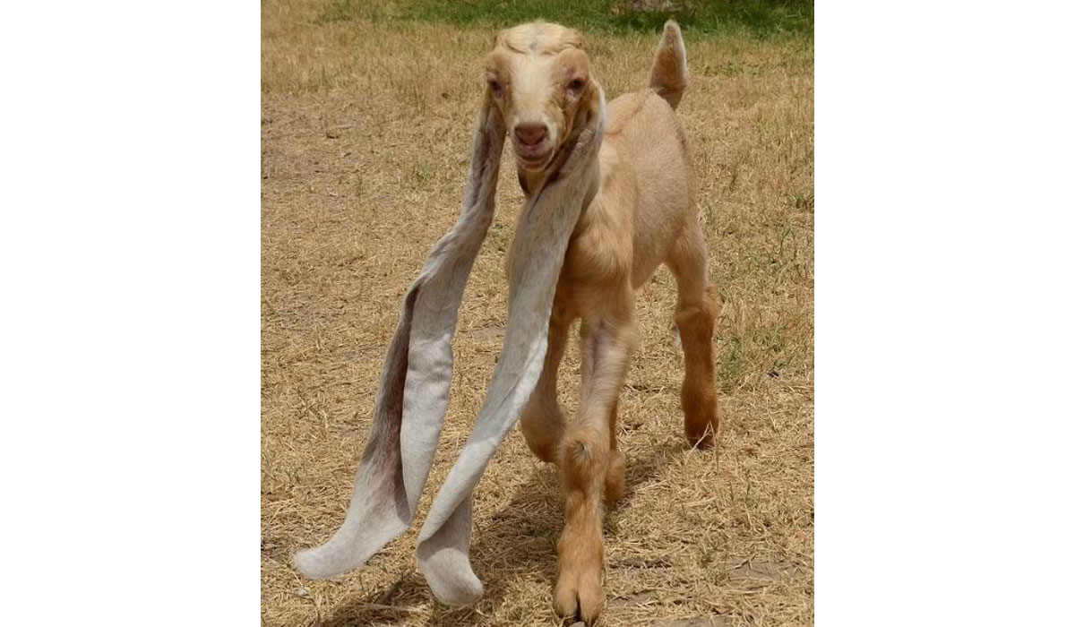 بزی با گوش‌ های بلند 48 سانتی در پاکستان متولد شد!
