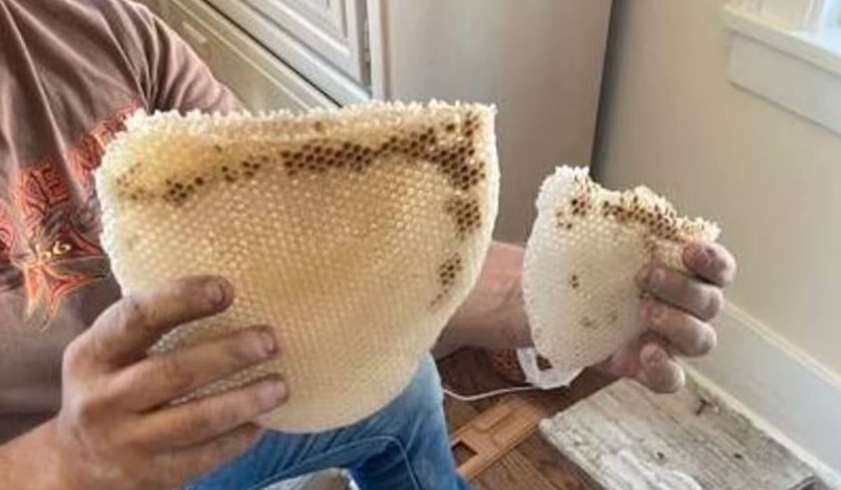 چگونه زنبورها در دیوارهای یک خانه مسکونی ساکن شدند؟