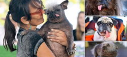 برنده مسابقه سالانه زشت ترین سگ جهان مشخص شد + تصاویر