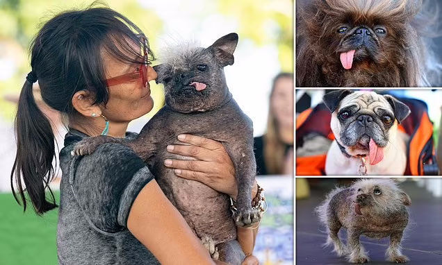 برنده مسابقه سالانه زشت ترین سگ جهان مشخص شد + تصاویر