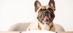  سگ‌ ها کدام غذای انسان ها را می‌ توانند بخورند؟