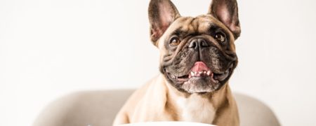  سگ‌ ها کدام غذای انسان ها را می‌ توانند بخورند؟