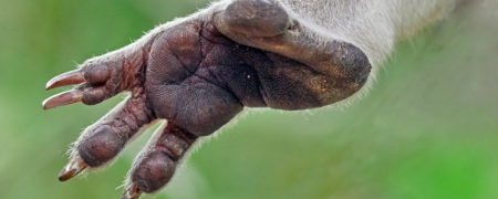 ۱۱ واقعیت مهم و جالب در مورد جانوران که باید بدانیم؛ از اثر انگشت کوآلا تا قدرت خرخاکی