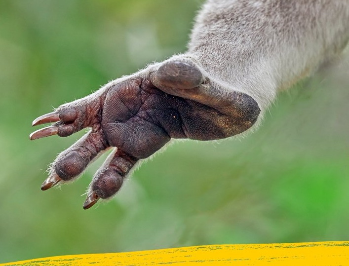 ۱۱ واقعیت مهم و جالب در مورد جانوران که باید بدانیم؛ از اثر انگشت کوآلا تا قدرت خرخاکی