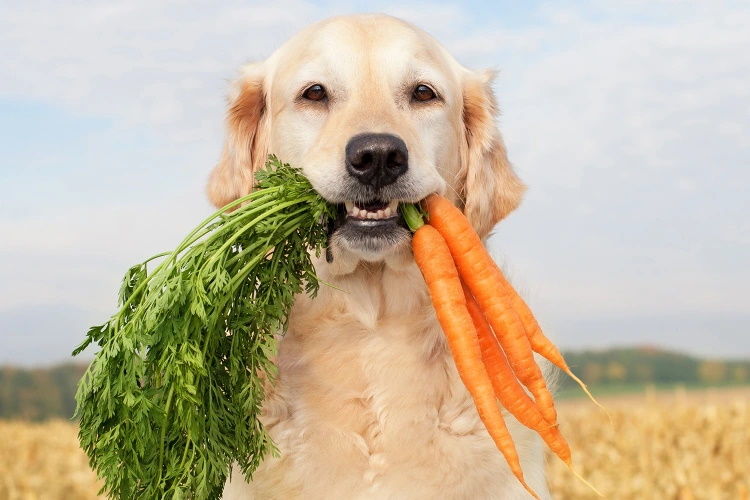 کدام غذاهای انسانی برای سگ ها بی خطر و مفید است؟