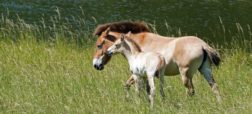 تولد یک کره اسب شوالسکی نادر در خطر انقراض؛ «حیوان مقدس» بیابان گُبی