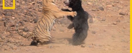 مبارزه جانانه یک خرس تنبل مادر با ببر برای دفاع از توله اش + ویدیو