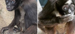 الویس ۶۰ ساله پیرترین میمون عنکبوتی جهان شد + ویدیو
