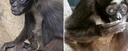 الویس ۶۰ ساله پیرترین میمون عنکبوتی جهان شد + ویدیو