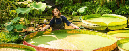 بزرگ ترین نیلوفر آبی جهان با گل هایی به اندازه سر انسان کشف شد + ویدیو