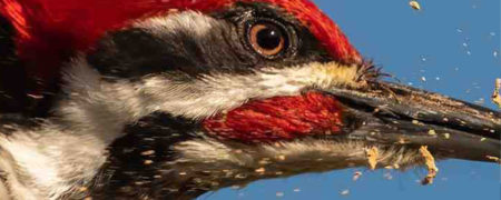 چرا دارکوب ها هیچ وقت دچار ضربه مغزی نمی شوند؟