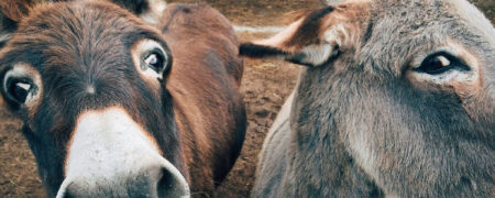 کسب و کار پر رونق پرورش الاغ؛ قیمت عنبرنسارا کیلویی ۸۰ هزار تومان!