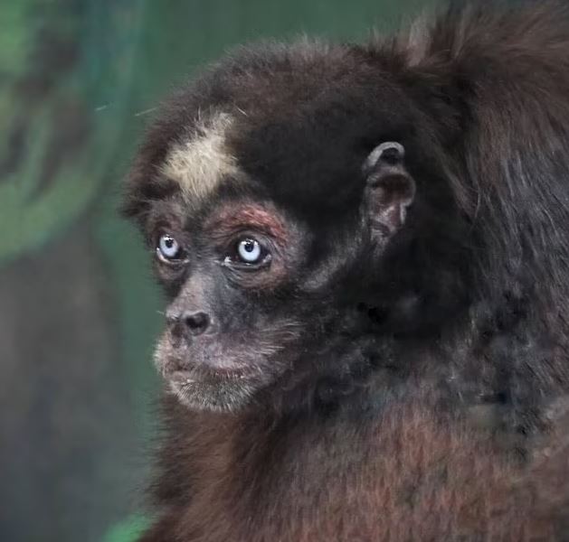 پیرترین میمون عنکبوتی تولد 60 سالگی خود را می گیرد 