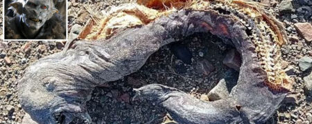 موجودی اسرارآمیز شبیه «اورک ها» در ارباب حلقه ها با دو آرواره و بدون چشم در سواحل مصر