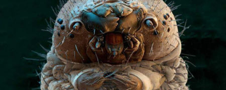 دمودکس، هیولای پوست انسان