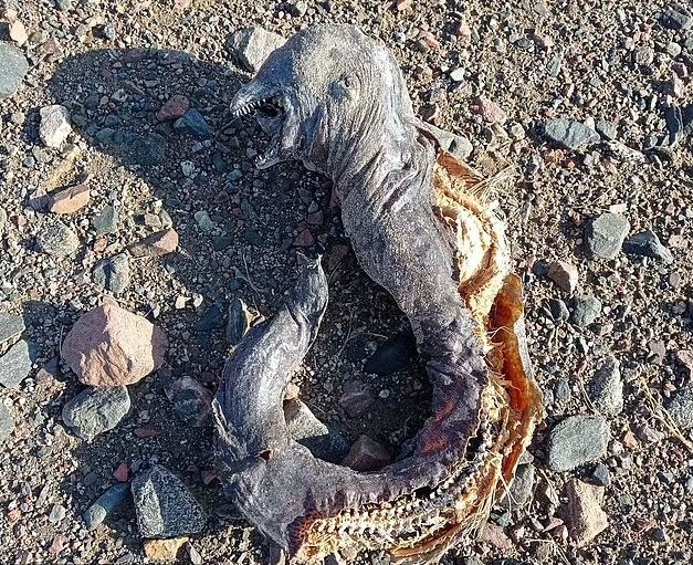 جسد موجودی شبیه اورک های «ارباب حلقه ها» در مصر پیدا شد