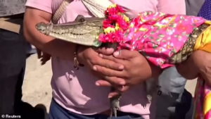 ازدواج عجیب شهردار مکزیکی با یک حیوان وحشی!