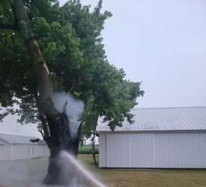 درختی که در اثر برخورد صاعقه از درون می سوزد